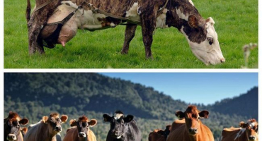 Stanovení doby služby u krav a jak dlouho trvá mezitělový cyklus